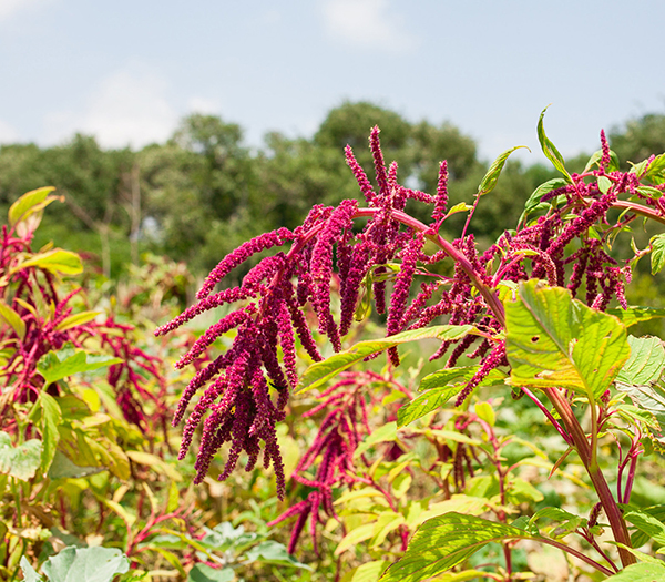 amaranth-proteins